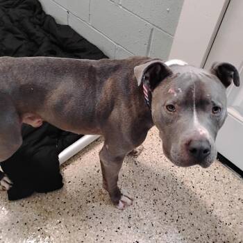 Otis 7530 -  Pit Bull Terrier Dog for Adoption in Loxahatchee Groves, Florida - Otis 7530 | PetCurious