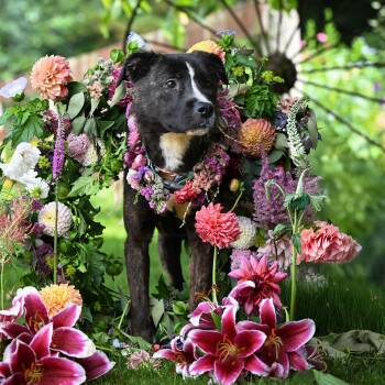 Rescue Pit Bull Terrier Dogs for Adoption in Ferndale, Washington - Cheese | PetCurious