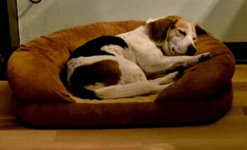 Beagle Dogs Available for Adoption in Livonia, Michigan - Millie | PetCurious