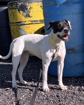 Rescue Rat Terrier and Terrier Dogs for Adoption in Waterloo, Iowa - Lilly | PetCurious
