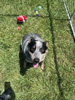 Australian Cattle Dog Blue Heeler Dogs Available for Adoption in Chuckey, Tennessee - Buster | PetCurious