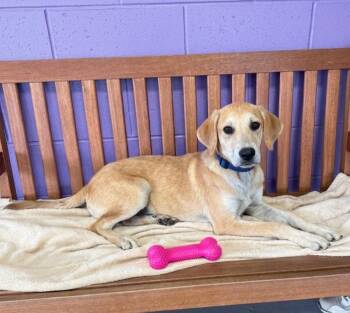**BAMBI** -  Labrador Retriever Dog for Adoption in North Prairie, Wisconsin - **BAMBI** | PetCurious