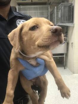 Doberman Pinscher and Mixed Breed Dogs Available for Adoption in Conroe, Texas - A427345 | PetCurious