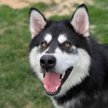 Rescue Alaskan Malamute Dogs for Adoption in South Elgin, Illinois - Spike | PetCurious