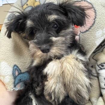 Nancy -  Miniature Schnauzer Dog for Adoption in Eureka Springs, Arkansas - Nancy | PetCurious
