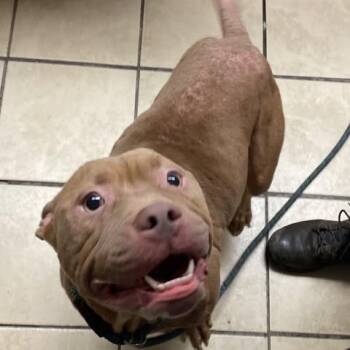 Rescue Pit Bull Terrier Dogs for Adoption in Newport, North Carolina - Membrane | PetCurious