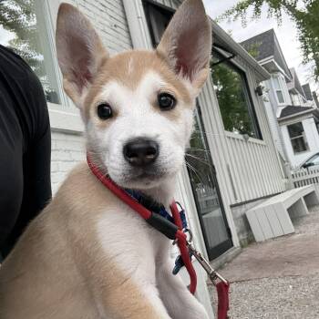 Porter -  Husky Dog for Adoption in Toronto, Ontario - Porter | PetCurious