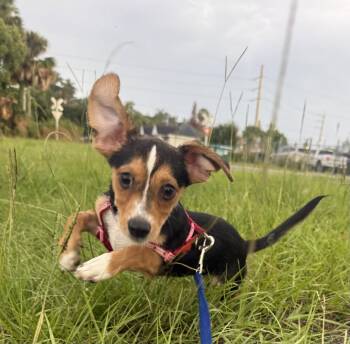 Flint FH -  Jack Russell Terrier Dog for Adoption in Sanford, Florida - Flint FH | PetCurious