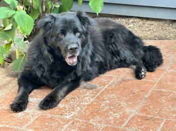 Rescue Chow Chow Dogs for Adoption in Ventura, California - Bobo | PetCurious