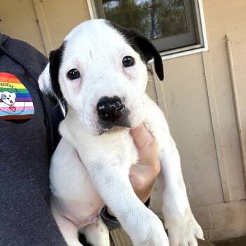 Rescue Mixed Breed Dogs for Adoption in Rockville, Maryland - Domino | PetCurious