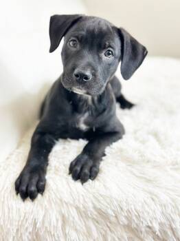 Rescue Labrador Retriever and Cattle Dog Dogs for Adoption in Savage, Minnesota - Ice Cream Litter - Drumstick | PetCurious