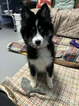 Rescue Pomeranian and Husky Dogs for Adoption in Muskegon, Michigan - Henry | PetCurious