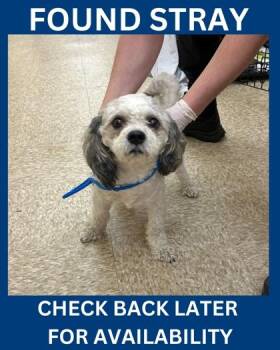 Standard Poodle and Mixed Breed Dogs Available for Adoption in Hamilton Township, New Jersey - Walker | PetCurious