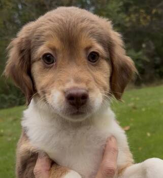 Quimby-Pending -  Spaniel and Australian Shepherd Dog for Adoption in Frederick, Maryland - Quimby-Pending | PetCurious