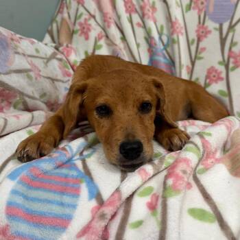 Peanut Butter -  Mixed Breed Dog for Adoption in Sequatchie, Tennessee - Peanut Butter | PetCurious