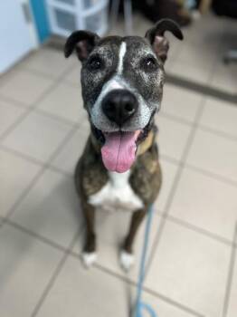 Rescue Mixed Breed Dogs for Adoption in New Port Richey, Florida - Tiger | PetCurious