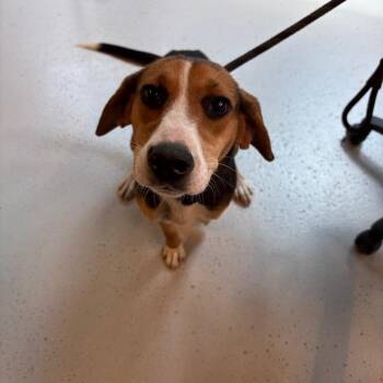 Bessie Stray Hold 8/31 -  Mixed Breed Dog for Adoption in Huntington, West Virginia - Bessie Stray Hold 8/31 | PetCurious