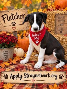 Fletcher -  Labrador Retriever Dog for Adoption in Hatfield, Pennsylvania - Fletcher | PetCurious
