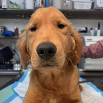 Golden Retriever Dogs Available for Adoption in Wayne, New Jersey - GOLDfish | PetCurious