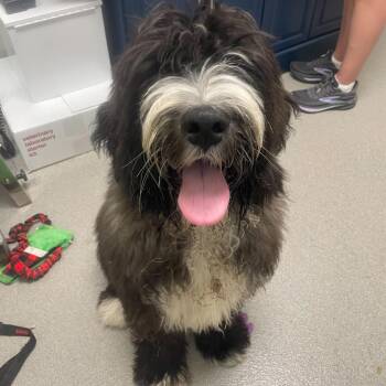 Bernese Mountain Dog and Poodle Dogs Available for Adoption - Thor | PetCurious