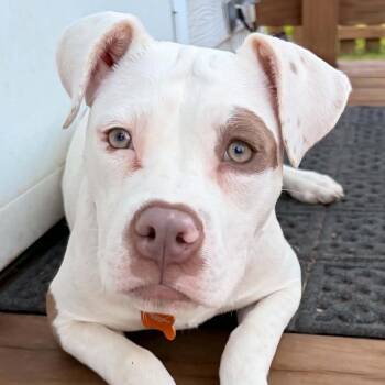 Dottie -  Pit Bull Terrier and Mixed Breed Dog for Adoption in Normal, Illinois - Dottie | PetCurious