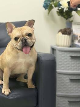 Waffles -  French Bulldog Dog for Adoption in Holly Springs, North Carolina - Waffles | PetCurious