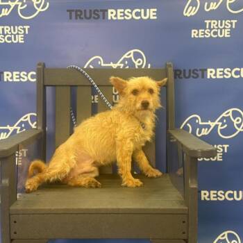 Terrier Dogs Available for Adoption in Waterford, New Jersey - VESPER | PetCurious