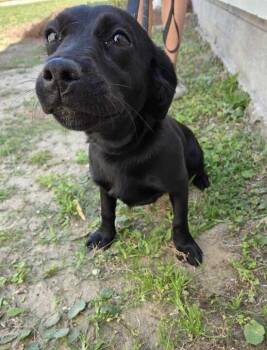 Labrador Retriever Dogs Available for Adoption - Midge | PetCurious