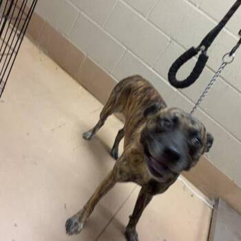 Steve Madden -  Mixed Breed Dog for Adoption in Gadsden, Alabama - Steve Madden | PetCurious