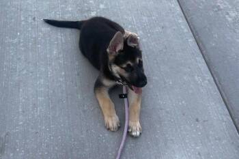 Damien -  German Shepherd Dog Dog for Adoption in Modesto, California - Damien | PetCurious