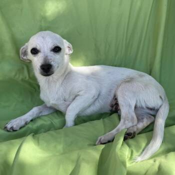 Chihuahua Dogs Available for Adoption in Tucson, Arizona - Sunny | PetCurious