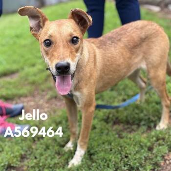 JELLO -  German Shepherd Dog and Mixed Breed Dog for Adoption - JELLO | PetCurious