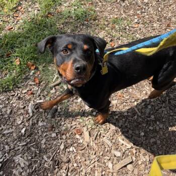 Elowyn -  Rottweiler Dog for Adoption in Greensboro, North Carolina - Elowyn | PetCurious