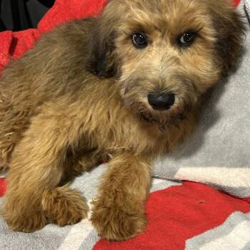 George the Whoodle -  Wheaten Terrier and Miniature Poodle Dog for Adoption in Antwerp, Ohio - George The Whoodle | PetCurious