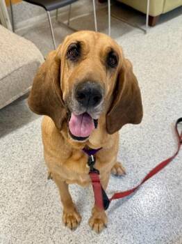 Velma -  Bloodhound Dog for Adoption in Downers Grove, Illinois - Velma | PetCurious
