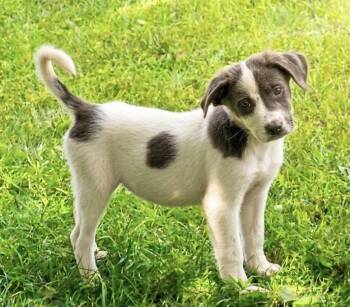 Violet -  Mixed Breed Dog for Adoption in South Bend, Indiana - Violet | PetCurious