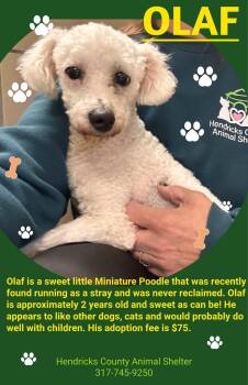 Olaf -  Miniature Poodle Dog for Adoption in Danville, Indiana - Olaf | PetCurious