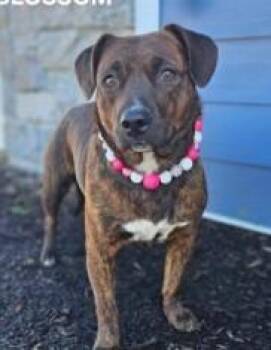 Cattle Dog and Mixed Breed Dogs Available for Adoption - Blossom | PetCurious