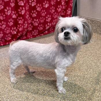 Cutie Pie -  Shih Tzu Dog for Adoption in San Gabriel, California - Cutie Pie | PetCurious