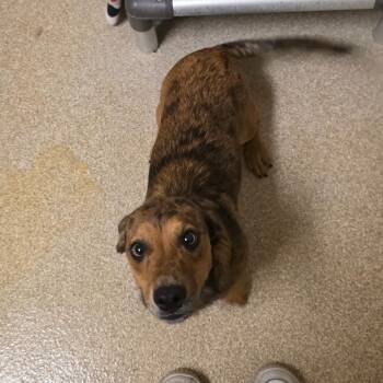 Schnitzel -  Dachshund and Mixed Breed Dog for Adoption in Bristol, Indiana - Schnitzel | PetCurious