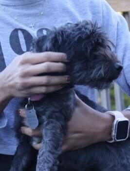 Rescue Schnoodle Dogs for Adoption in Rockville, Maryland - Clifford | PetCurious