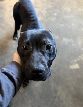 American Staffordshire Terrier and Mixed Breed Dogs Available for Adoption - SMOKEY | PetCurious