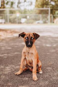 Shepherd and Mixed Breed Dogs Available for Adoption in North Charleston, South Carolina - 92393a Sherlock Bones | PetCurious