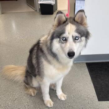 Flynn -  Husky and Akita Dog for Adoption in Galax, Virginia - Flynn | PetCurious