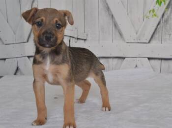 KYLIE -  Catahoula Leopard Dog and Mixed Breed Dog for Adoption in Oroville, California - KYLIE | PetCurious