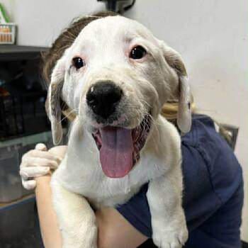 Mixed Breed Dogs Available for Adoption in Kenosha, Wisconsin - Sampson | PetCurious