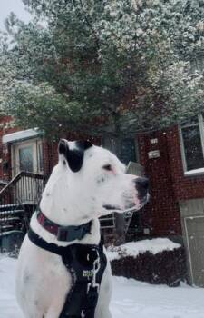 Léon -  Mixed Breed Dog Available for Adoption in Montreal, Quebec - Léon | PetCurious