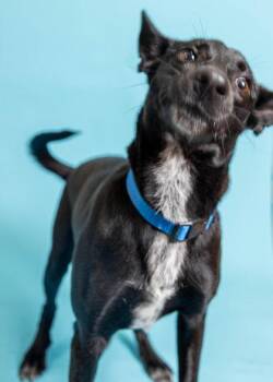 Raven -  Mixed Breed Dog for Adoption in North Miami Beach, Florida - Raven | PetCurious