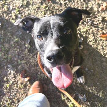 Rescue Mixed Breed Dogs for Adoption in Bartlett, Tennessee - Bing (Formerly Noir) | PetCurious