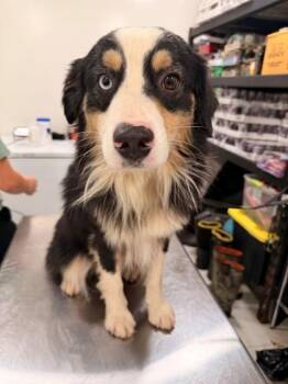 Steel -  Australian Shepherd Dog for Adoption in Blue Ridge, Georgia - Steel | PetCurious
